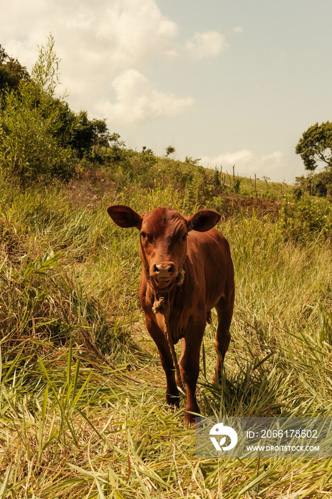 cow in the field