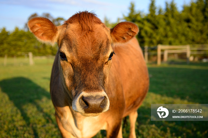 Brown cow on a farm in Rockbank, Victoria, Australia