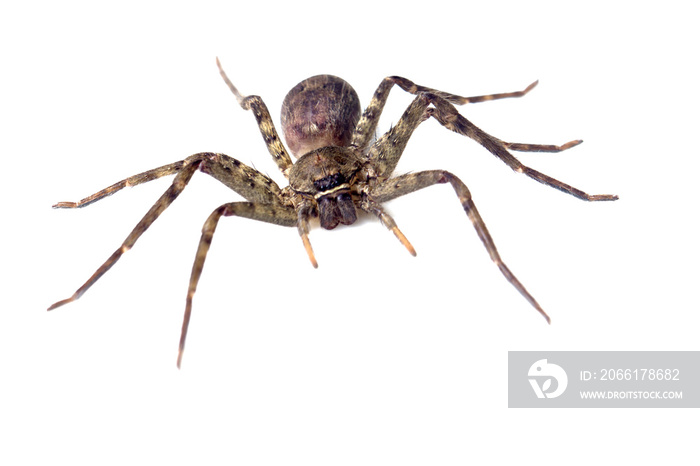 Giant spider isolated on a white background