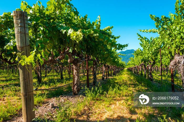 Vineyard in Napa Valley, California