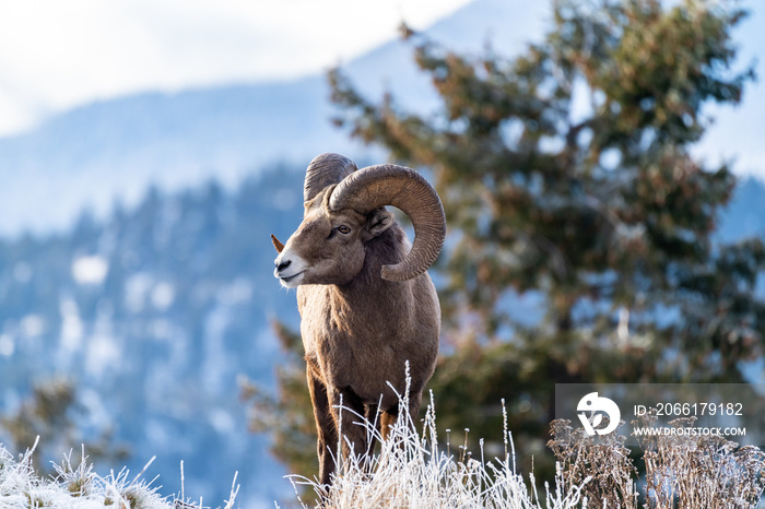 Ram male bighorn sheep standing on the edge of a cliff with frosty winter grasses.