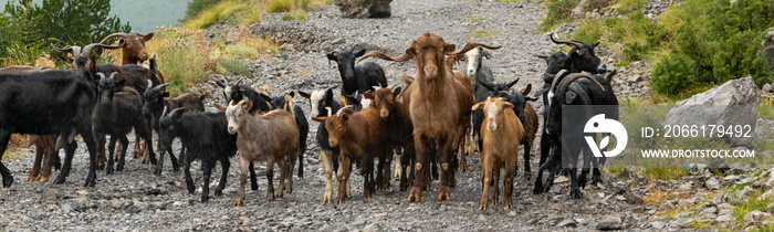 成群的山羊。在高海拔地区放牧的家畜