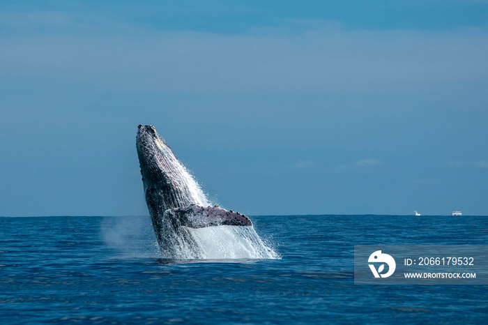 humpback whale breaching in cabo san lucas mexico