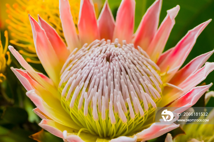 bright colored King Protea from the Fynbos of Cape Town South Africa