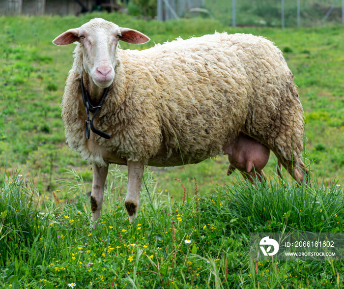 Organic cheese farm, sheep grazing green grass on pasture in Greece