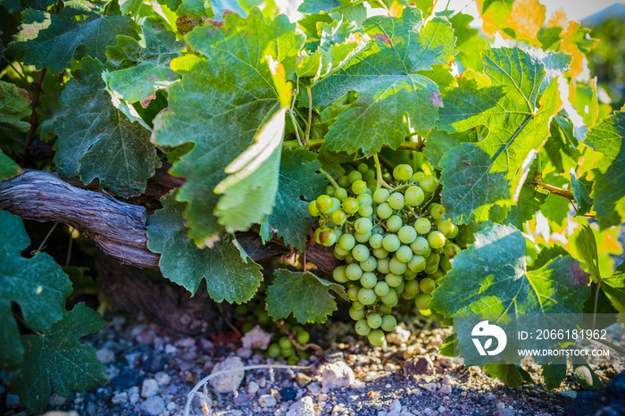 Vineyard at Santorini, Greece