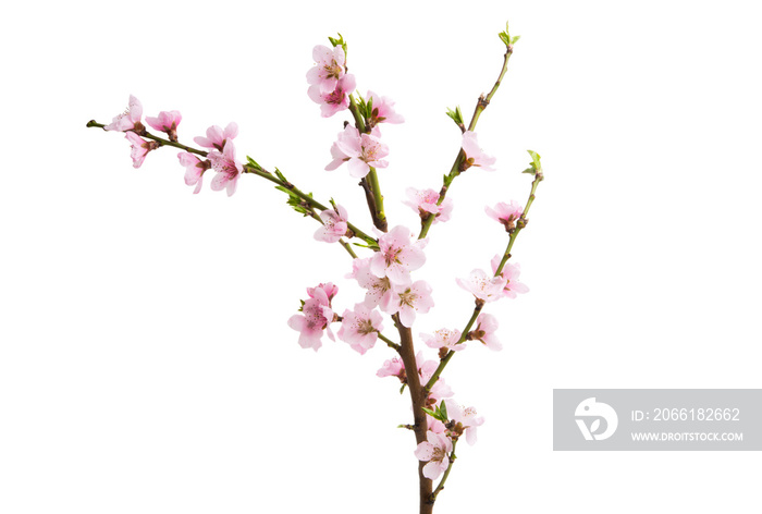 sakura flowers isolated