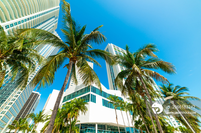 Palm trees and skyscrapers in downtown Miami