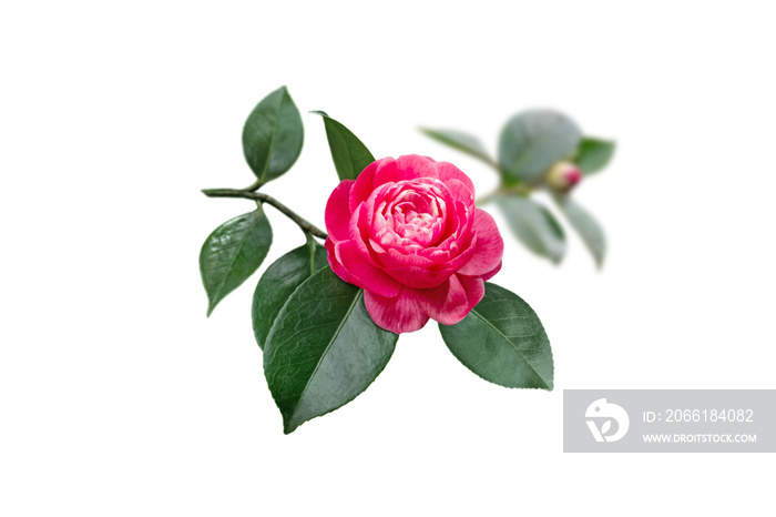 明亮的双色粉红色和白色山茶花日本玫瑰形花，孤立在白色上