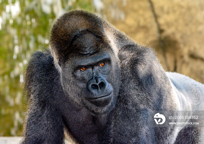 Male Silverback Western Lowland gorilla, (Gorilla gorilla gorilla) close-up portrait with vivid deta