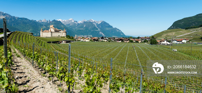 panorama landscape view of Chablis vineyards and grapevines and Aigle Castle in the Rhone Valley in 