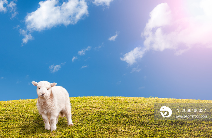 绿色草地，蓝天和复活节羔羊