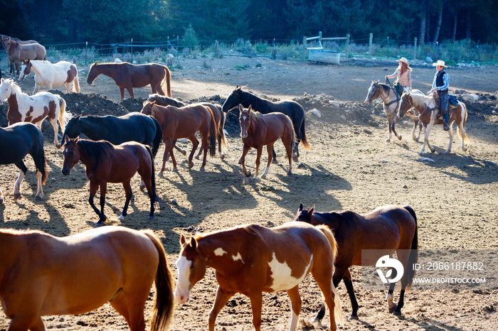 Two horseback riders and herd of horses