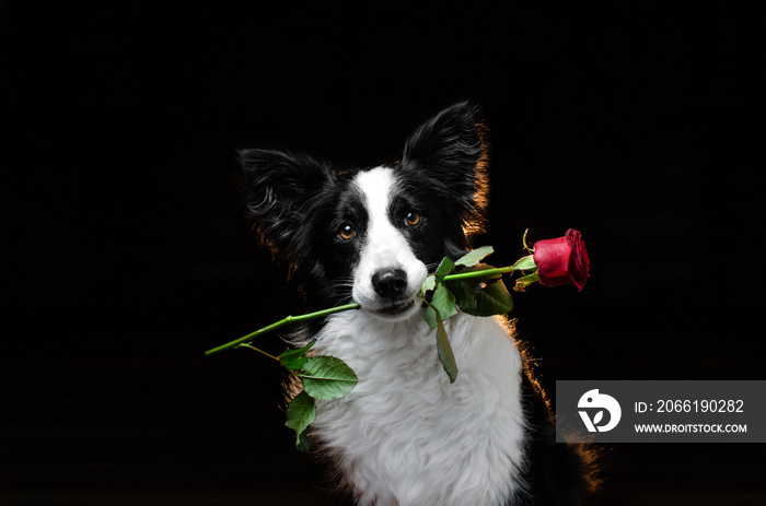 黑色背景的边境牧羊犬可爱的肖像玫瑰情人节日犬