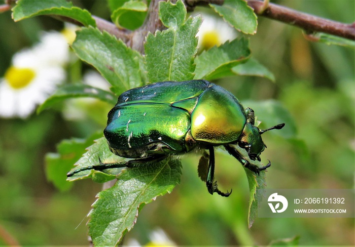 the Cetonia aurata bug