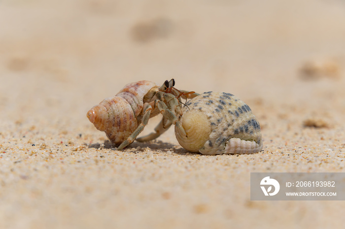 砂浜で戯れるヤドカリ