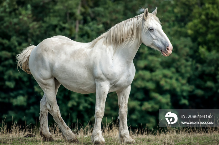 Le cheval Percheron