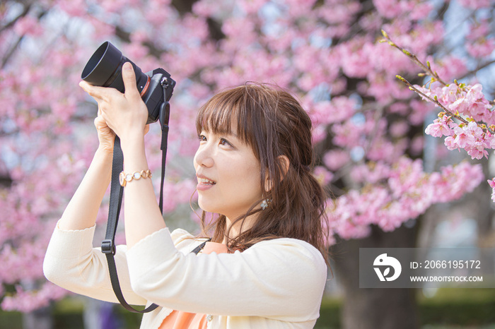カメラで桜を撮影する女性