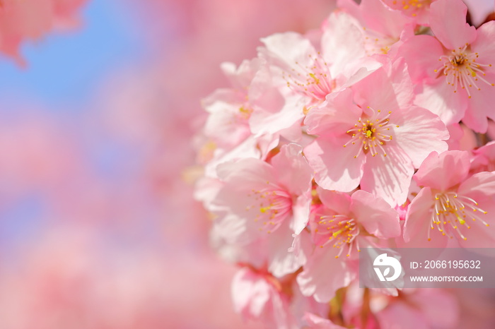 日本の春の花、河津桜