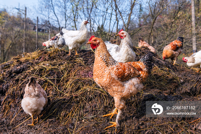 chickens on a pile of manure