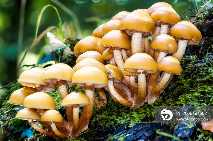 Makro einer Pilzgruppe Gemeines Stockschwämmchen (Kuehneromyces mutabilis) isoliert vor grünem Hinte