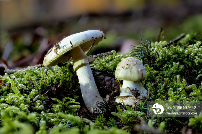 Zwei tödlich giftige grüne Knollenblätterpilze AMANITA PHALLOIDES als Detailaufnahme in hoher Tiefen