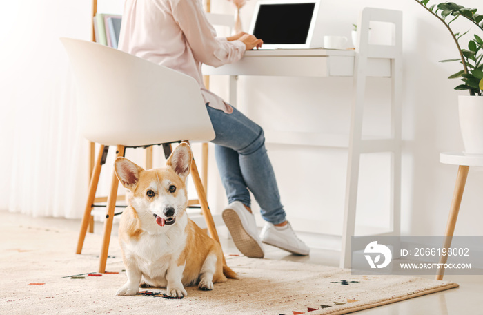 带着可爱柯基犬在家工作的女人