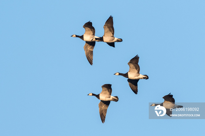 Barnacle geese (Branta leucopsis)  in flight with a blue sky.