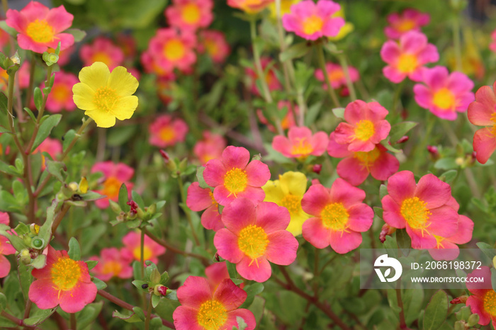 ポーチュラカの花畑