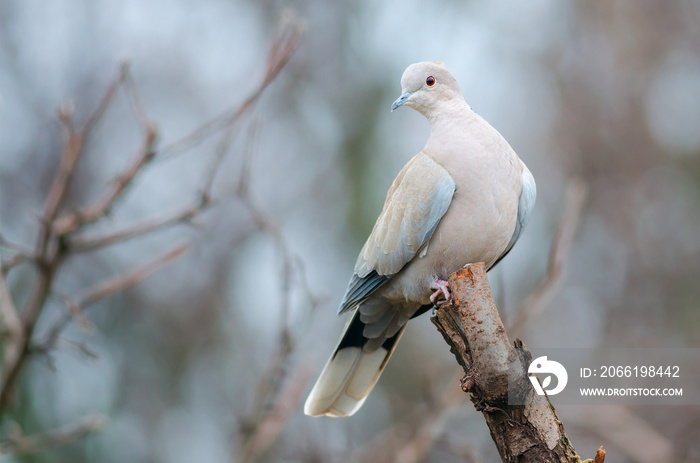 Eurasian Collared Dove (Streptopelia decaocto)