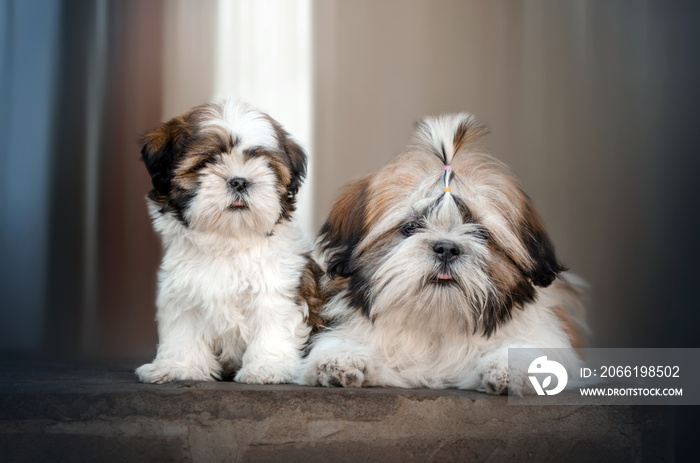 shih tzu dog photo shoot cute puppies lovely pet portrait magic light