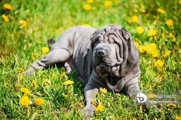 Blue Shar Pei Dog In Green Grass in Park Outdoor.