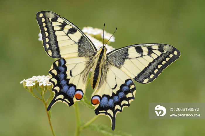 旧世界燕尾蝶-蝶形花，来自欧洲的美丽彩色标志性蝴蝶