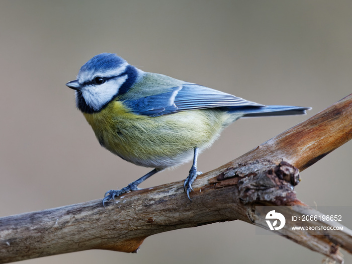 La mésange bleue