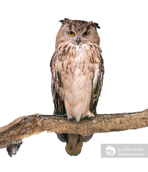 Eurasian eagle-owl on white