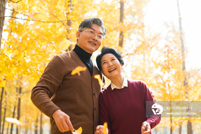 在银杏林散步的老年夫妻