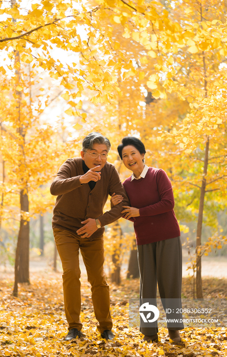 在银杏林散步的老年夫妻