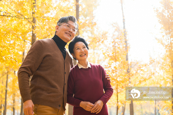 在银杏林散步的老年夫妻