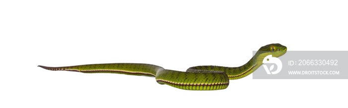 Brown spotted green baby pitviper or pit viper moving side ways. High detail. Isolated cutout on transparent background.