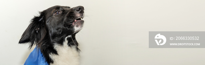 Banner of homeless dog with Ukrainian flag. Portrait of a homeless dog