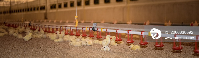 Hähnchenmast - junge Broiler liegen auf Einstreu, Banner