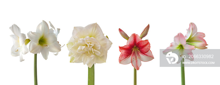 Four flowers Hippeastrum on white background