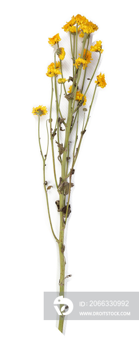Dried small yellow chrysanthemum with white stroke