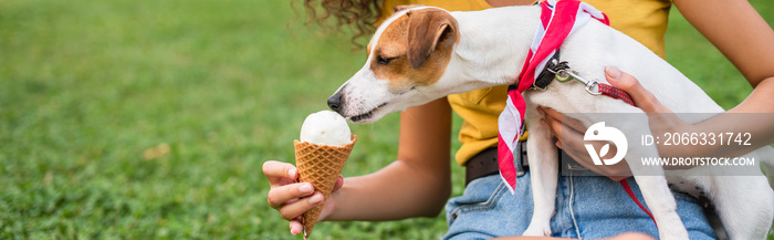 Cropped view of young woman feeding jack russell terrier dog ice cream