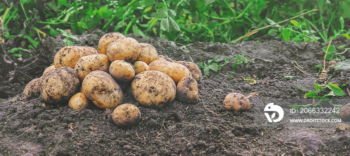 organic homemade vegetables harvest potatoes. Selective focus.