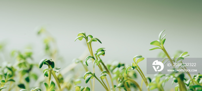 Young shoots of parsley against green background.