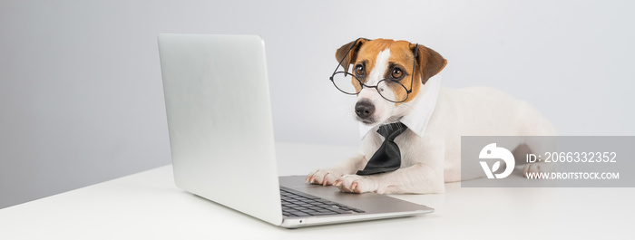 Jack russell terrier dog in glasses and tie works on laptop on white background.