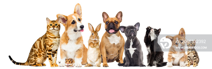 cat and dog and a rabbit and a hamster together on a white background