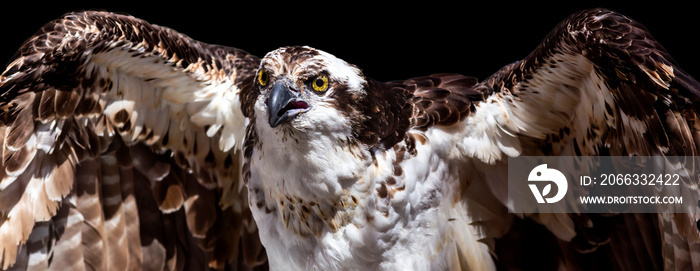 Osprey with spread wings isolated on a black background banner