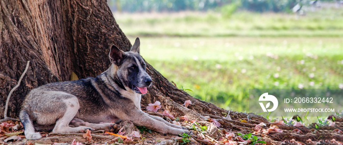 A cute dog lying under tree in garden, panoramic view